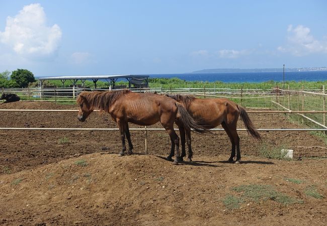 宮古馬牧場 クチコミ・アクセス・営業時間｜宮古島【フォー