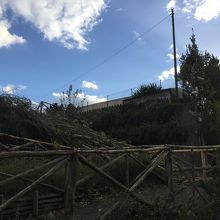 倒木で塞がれた道