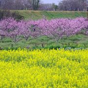 ピンクの桃と黄色の菜の花のコントラストが鮮やか