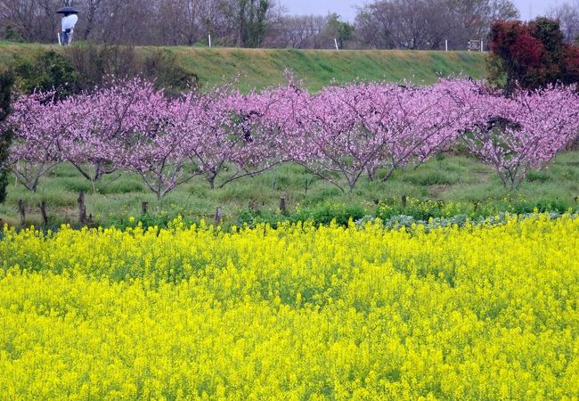 ピンクの桃と黄色の菜の花のコントラストが鮮やか