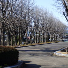 駐車場からの並木