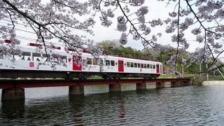 池を渡る電車と桜