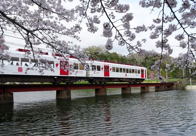 池を渡る電車と桜