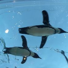 空飛ぶペンギン