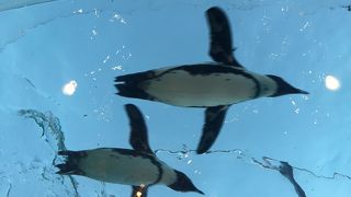 空飛ぶペンギン