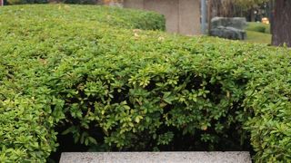 朝倉文夫の彫刻