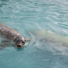 かわいいアザラシ