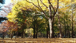 紅葉の時期に散歩