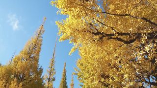 イチョウの紅葉がきれい
