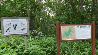 遊歩道序盤は林の中でした。