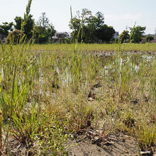 田んぼの様子