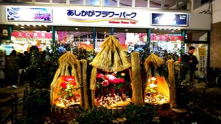 大藤だけじゃない、冬季のイルミネーションも必見！