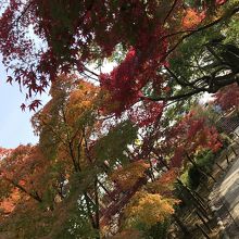 清州古城公園の紅葉