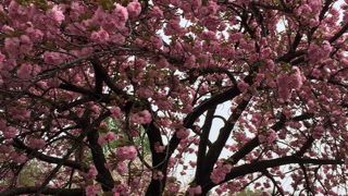新宿御苑で八重桜を