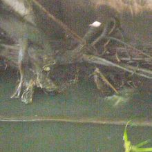 センセープ運河の水面です。ヘドロ化している部分があります。