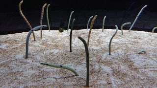 チンアナゴが名物の水族館