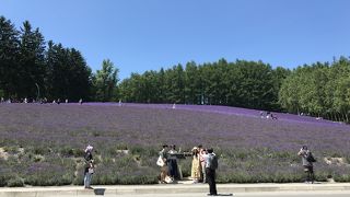 ファーム冨田 ラベンダー畑