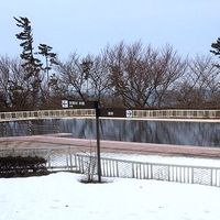 夏はプールが楽しそうです