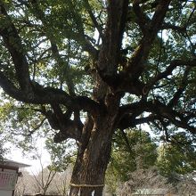 すえひろがね（磁石を引きつける石）とご神木の大楠。