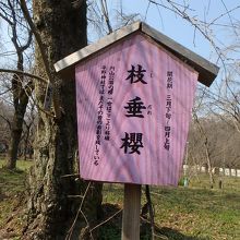 円山公園の桜の原木。