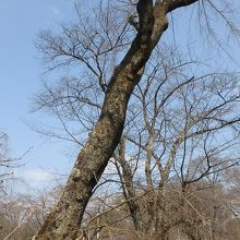 円山公園の桜の原木。