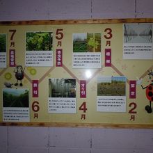 ワインの工程１