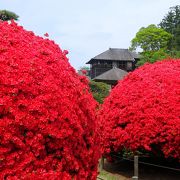 真っ赤な霧島ツツジが見事