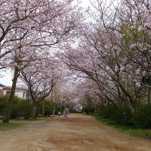 参道の桜