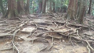 木の根が一面に