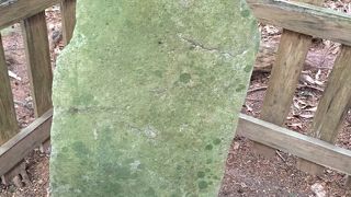 緑なのはカビ？苔？