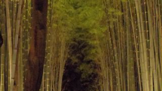 竹林の道ライトアップ