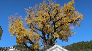 有田が誇る、日本一の大銀杏 ♪
