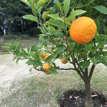柑橘系