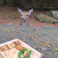 宮島の紅葉谷でお弁当を食べる