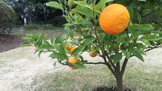 かんきつの果物が印象的