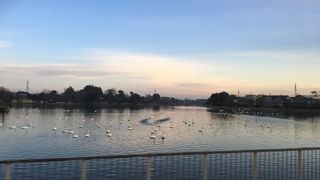 オオハクチョウの鑑賞