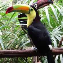 ザ ベリーズ動物園