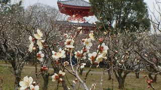 梅の花もなかなか