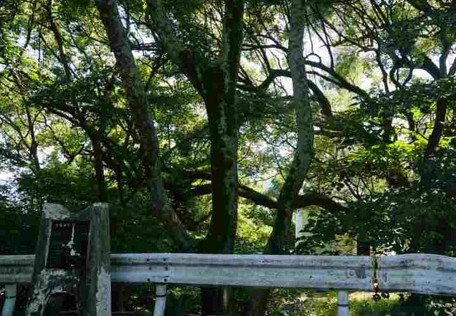 広い公園です。