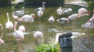 無料で入れる鳥園