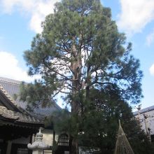 本堂脇にはこんな銘木も！