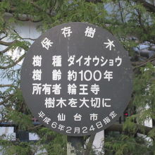 木の詳細はこちらとなります