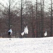 タンチョウがたくさん