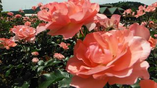 茨城県フラワーパーク 春バラまつり