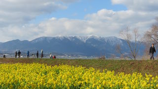 菜の花と比良山のコントラスト