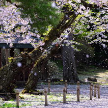 既に桜吹雪に・・・