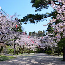 本丸跡は桜の園に