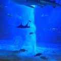 美ら海水族館  ナイトアクアリウム