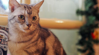 沢山の猫たちがもてなしてくれます