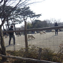 ひつじと触れ合える